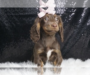 Dachshund Puppy for sale in WARSAW, IN, USA