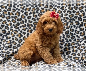 Cockapoo Puppy for sale in LAKELAND, FL, USA