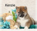 Small Photo #2 Shiba Inu Puppy For Sale in LOYAL, WI, USA