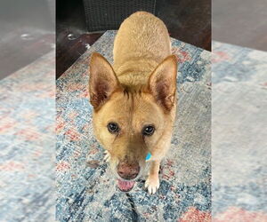Shepradors Dogs for adoption in Minneapolis, MN, USA