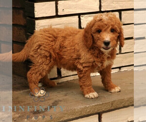 Medium Photo #4 Goldendoodle (Miniature) Puppy For Sale in PARADISE, PA, USA
