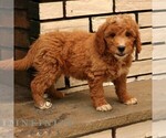Small #3 Goldendoodle (Miniature)