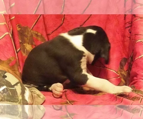 Medium Photo #2 Great Dane Puppy For Sale in SPRAGGS, PA, USA