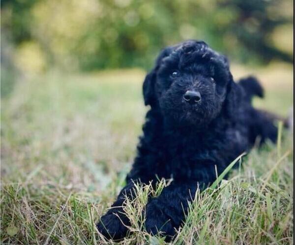 Medium Photo #45 Goldendoodle Puppy For Sale in OLYMPIA, WA, USA