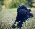 Small Photo #45 Goldendoodle Puppy For Sale in OLYMPIA, WA, USA