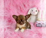 Small #15 Chihuahua