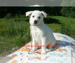 Small #4 German Shepherd Dog