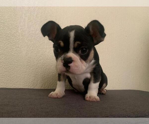 Medium Photo #5 French Bulldog Puppy For Sale in IMPERIAL BCH, CA, USA