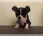 Small Photo #5 French Bulldog Puppy For Sale in IMPERIAL BCH, CA, USA