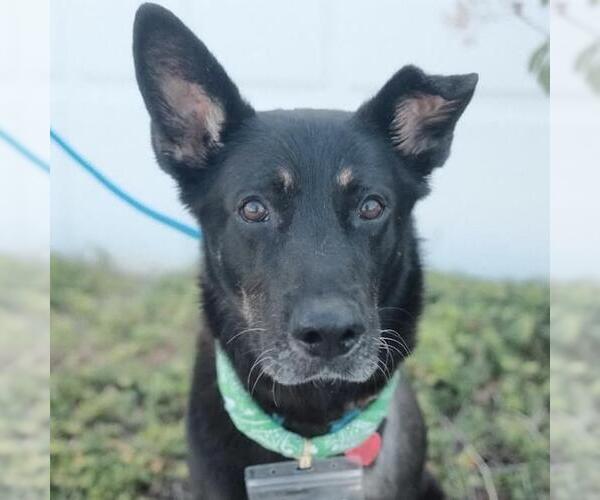 Medium Photo #6 Mutt Puppy For Sale in San Diego, CA, USA