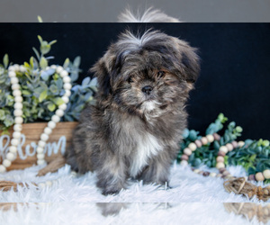 Medium Shih Tzu