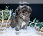 Puppy Ranger Shih Tzu