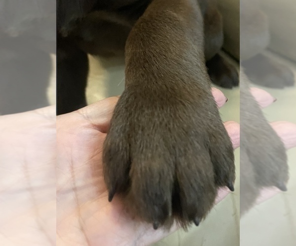 Medium Photo #2 Labrador Retriever Puppy For Sale in VACAVILLE, CA, USA