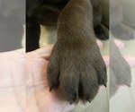 Small Photo #2 Labrador Retriever Puppy For Sale in VACAVILLE, CA, USA