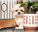 Small #1 Shih Tzu