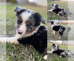 Miniature Australian Shepherd Puppy for sale in BROOKER, FL, USA