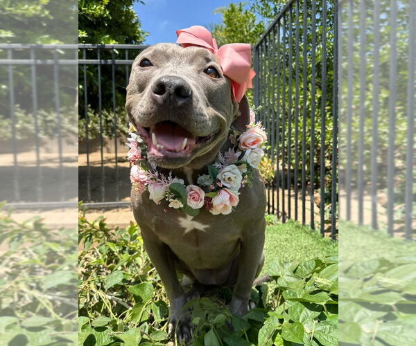 Medium Photo #1 American Pit Bull Terrier-Unknown Mix Puppy For Sale in Redlands, CA, USA