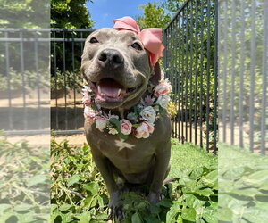American Pit Bull Terrier-Unknown Mix Dogs for adoption in Redlands, CA, USA