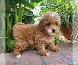 Maltipoo Puppy for sale in TEMECULA, CA, USA