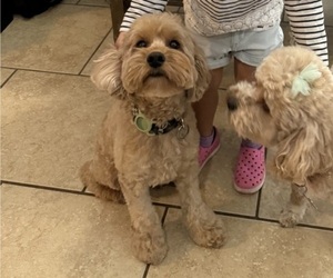 Father of the Cock-A-Poo puppies born on 04/23/2025