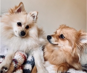 Pomeranian Puppy for sale in PASO ROBLES, CA, USA