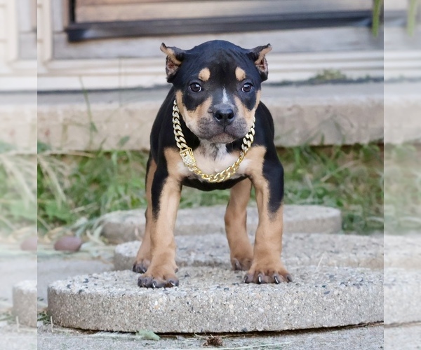 Medium Photo #1 American Bully Puppy For Sale in CHAMPAIGN, IL, USA