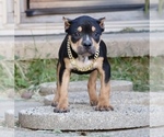 Small Photo #1 American Bully Puppy For Sale in CHAMPAIGN, IL, USA