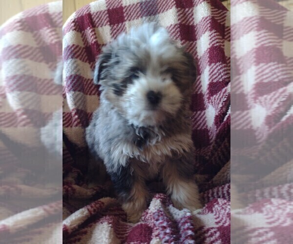Medium Photo #5 Bernedoodle (Miniature) Puppy For Sale in PARKER, PA, USA