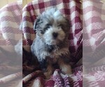 Small Photo #5 Bernedoodle (Miniature) Puppy For Sale in PARKER, PA, USA
