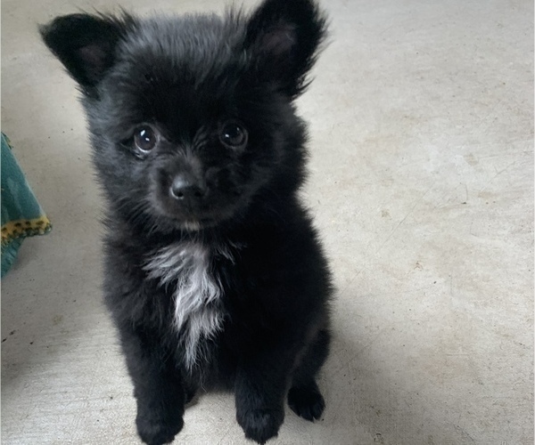 Medium Photo #3 Pomeranian Puppy For Sale in KEAAU, HI, USA