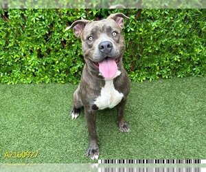 American Pit Bull Terrier-Unknown Mix Dogs for adoption in West Palm Beach, FL, USA