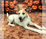 *SWAYZE - Male Mutt Dog for Adoption - Small photo