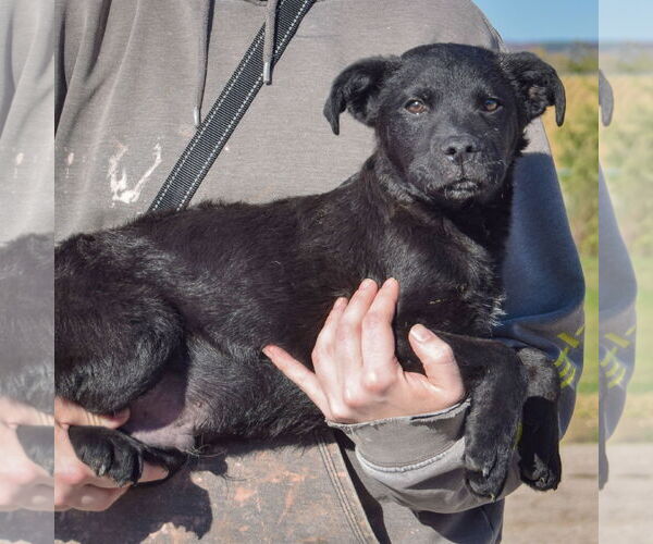 Medium Photo #2 German Shepherd Dog-Unknown Mix Puppy For Sale in Huntley, IL, USA