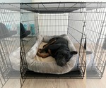 Small #8 Rottweiler Mix