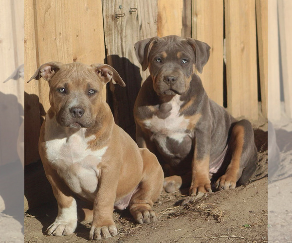Medium Photo #2 American Bully Puppy For Sale in BAKERSFIELD, CA, USA