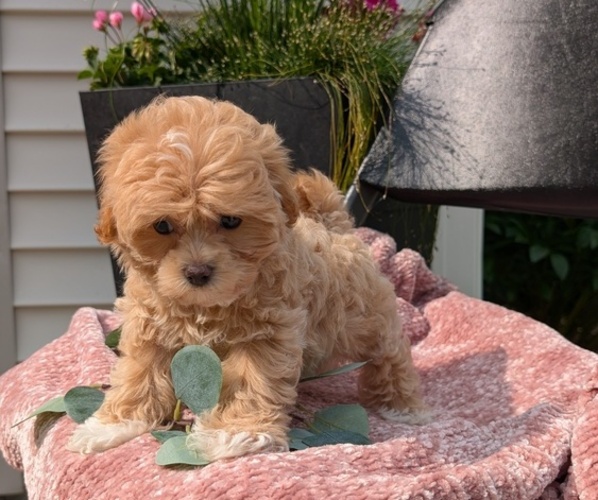 Medium Photo #6 Maltipoo (Miniature) Puppy For Sale in GOSHEN, IN, USA