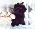 Small #2 YorkiePoo