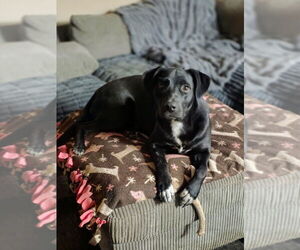 NANCY - Female Labrador Retriever-Unknown Mix Dog for Adoption - Photo #2