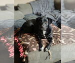 Small Photo #2 Labrador Retriever-Unknown Mix Puppy For Sale in Banning, CA, USA