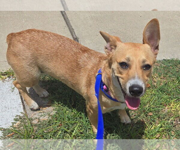 Medium Photo #1 Pembroke Welsh Corgi-Unknown Mix Puppy For Sale in San Antonio, TX, USA