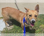 Small Pembroke Welsh Corgi Mix