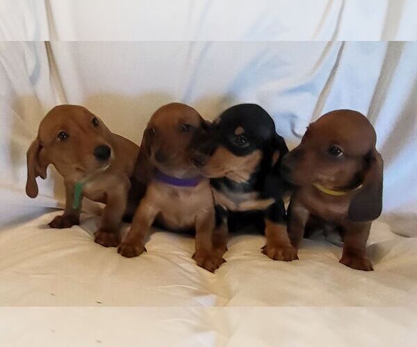 Medium Photo #1 Dachshund Puppy For Sale in KUNA, ID, USA