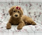 Small Photo #1 Labradoodle Puppy For Sale in LAKELAND, FL, USA