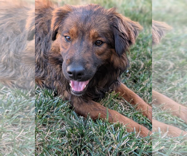 Medium Photo #3 Border Collie-Unknown Mix Puppy For Sale in Sandy, UT, USA