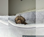 Small #1 Shih Tzu