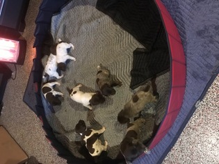 German Shorthaired Pointer Puppy for sale in DENVER, CO, USA