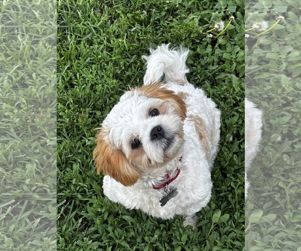 Medium Photo #2 Shih Tzu Puppy For Sale in Sioux Falls, SD, USA
