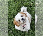 Small #1 Shih Tzu
