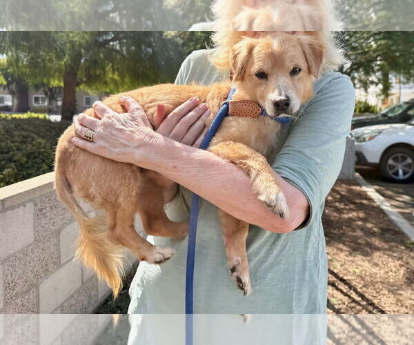 Medium Photo #2 Mutt Puppy For Sale in Woodland Hills, CA, USA
