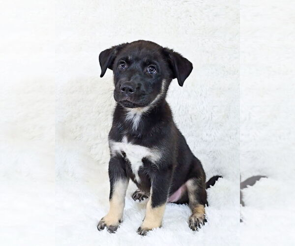 Medium Photo #18 German Shepherd Dog-Siberian Husky Mix Puppy For Sale in McDonough, GA, USA